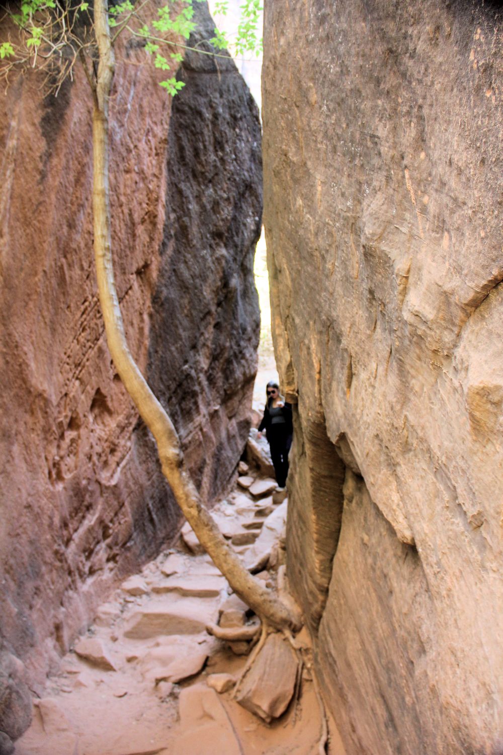 Lower & Upper Emerald & Kayenta Trails 